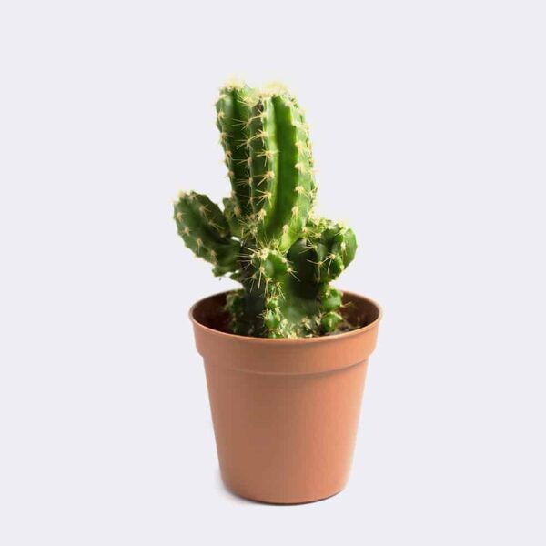 Cleistocactus